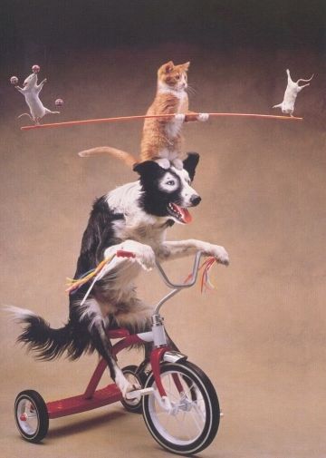 搞笑图片