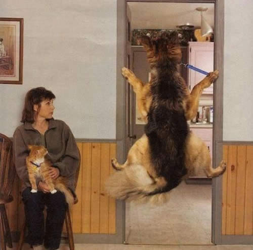 搞笑图片