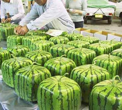 搞笑图片