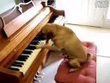 我也来演奏一曲,请鉴赏